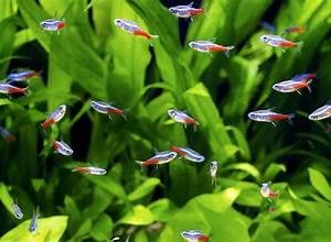 Tetras