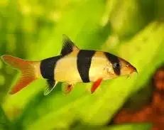 Clown loach 5-6cm