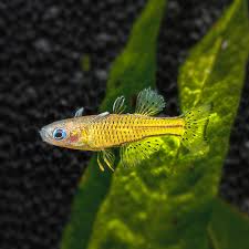 Gertrude’s Rainbow Fish (yellow)