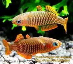 Pseudomugil tenellus