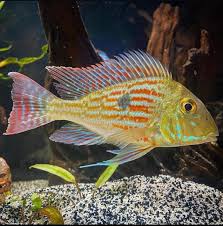 Geophagus Sveni