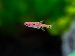 Boraras maculatus (Dwarf Rasbora)