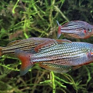 Rainbow MELANOTAENIA MACCULLOCHI