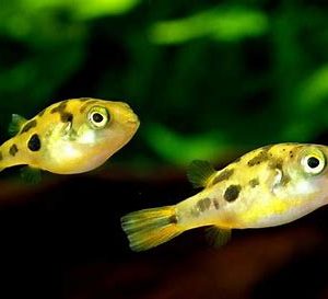 Pea Puffer